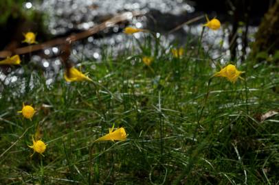 Fotografia da espécie Narcissus bulbocodium