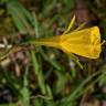 Fotografia 17 da espécie Narcissus bulbocodium do Jardim Botânico UTAD