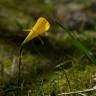 Fotografia 18 da espécie Narcissus bulbocodium do Jardim Botânico UTAD