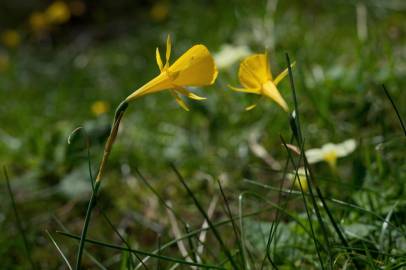 Fotografia da espécie Narcissus bulbocodium