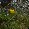 Fotografia 20 da espécie Narcissus bulbocodium do Jardim Botânico UTAD