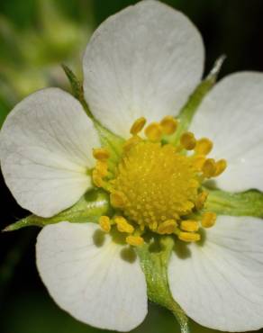 Fotografia 4 da espécie Fragaria vesca subesp. vesca no Jardim Botânico UTAD