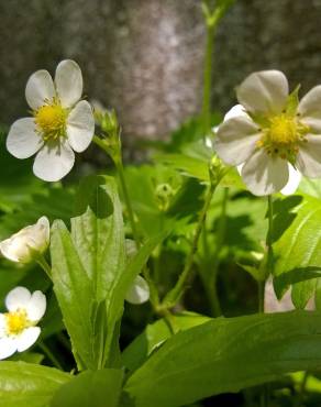 Fotografia 5 da espécie Fragaria vesca subesp. vesca no Jardim Botânico UTAD