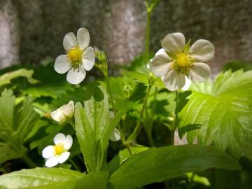 Fotografia da espécie Fragaria vesca subesp. vesca