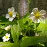 Fotografia 5 da espécie Fragaria vesca subesp. vesca do Jardim Botânico UTAD