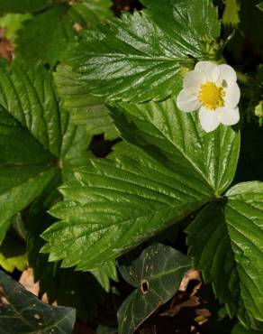 Fotografia 6 da espécie Fragaria vesca subesp. vesca no Jardim Botânico UTAD