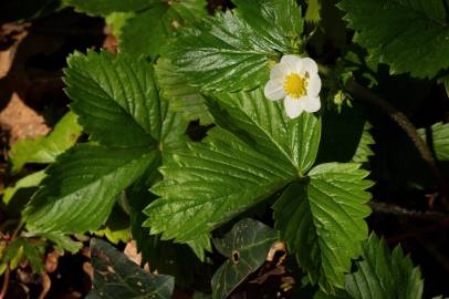 Fotografia da espécie Fragaria vesca subesp. vesca