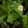 Fotografia 6 da espécie Fragaria vesca subesp. vesca do Jardim Botânico UTAD