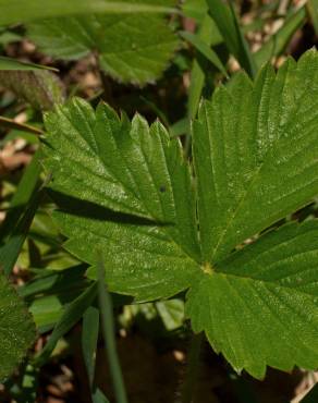 Fotografia 8 da espécie Fragaria vesca subesp. vesca no Jardim Botânico UTAD