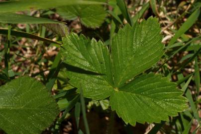 Fotografia da espécie Fragaria vesca subesp. vesca