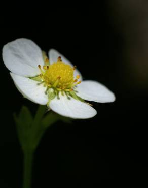 Fotografia 9 da espécie Fragaria vesca subesp. vesca no Jardim Botânico UTAD