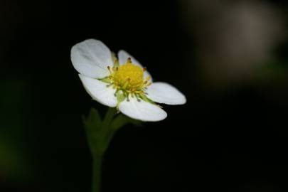 Fotografia da espécie Fragaria vesca subesp. vesca