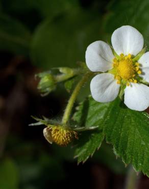 Fotografia 10 da espécie Fragaria vesca subesp. vesca no Jardim Botânico UTAD