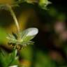 Fotografia 11 da espécie Fragaria vesca subesp. vesca do Jardim Botânico UTAD