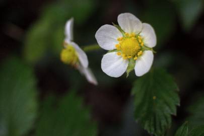 Fotografia da espécie Fragaria vesca subesp. vesca