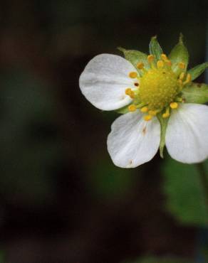 Fotografia 13 da espécie Fragaria vesca subesp. vesca no Jardim Botânico UTAD