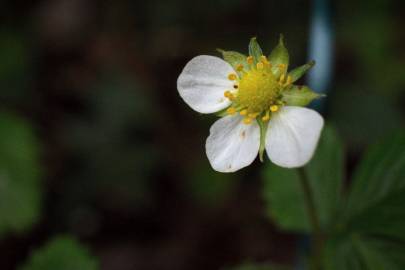 Fotografia da espécie Fragaria vesca subesp. vesca