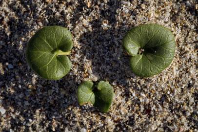 Fotografia da espécie Calystegia soldanella