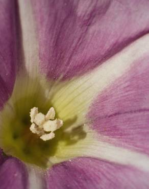 Fotografia 15 da espécie Calystegia soldanella no Jardim Botânico UTAD