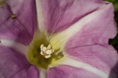 Fotografia da espécie Calystegia soldanella