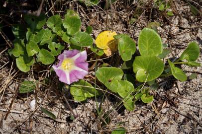 Fotografia da espécie Calystegia soldanella