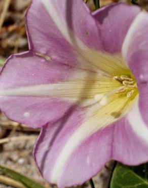 Fotografia 19 da espécie Calystegia soldanella no Jardim Botânico UTAD