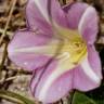 Fotografia 19 da espécie Calystegia soldanella do Jardim Botânico UTAD