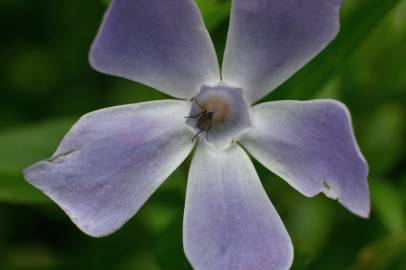 Fotografia da espécie Vinca difformis subesp. difformis