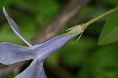 Fotografia da espécie Vinca difformis subesp. difformis