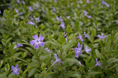 Fotografia da espécie Vinca difformis subesp. difformis