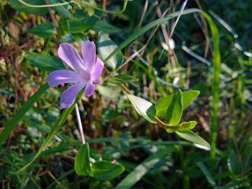 Fotografia da espécie Vinca difformis subesp. difformis