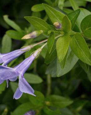 Fotografia 7 da espécie Vinca difformis subesp. difformis no Jardim Botânico UTAD