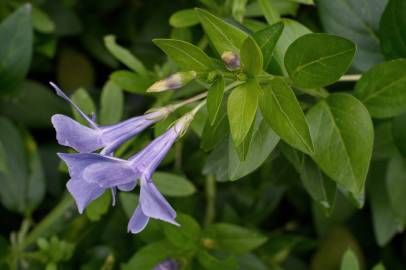 Fotografia da espécie Vinca difformis subesp. difformis