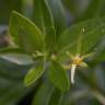 Fotografia 8 da espécie Vinca difformis subesp. difformis do Jardim Botânico UTAD