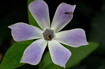 Fotografia da espécie Vinca difformis subesp. difformis