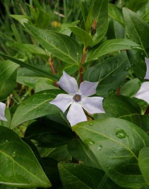 Fotografia 10 da espécie Vinca difformis subesp. difformis no Jardim Botânico UTAD