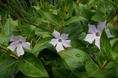 Fotografia da espécie Vinca difformis subesp. difformis