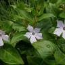 Fotografia 10 da espécie Vinca difformis subesp. difformis do Jardim Botânico UTAD