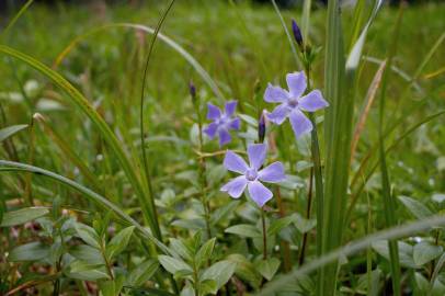 Fotografia da espécie Vinca difformis subesp. difformis