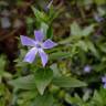 Fotografia 11 da espécie Vinca difformis subesp. difformis do Jardim Botânico UTAD