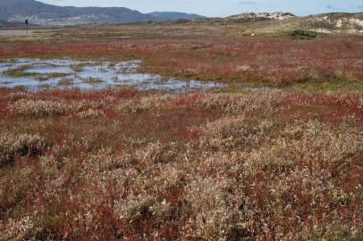 Fotografia da espécie Salicornia ramosissima