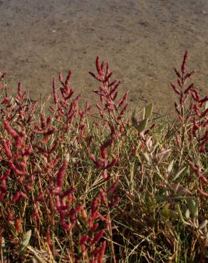 Fotografia 6 da espécie Salicornia ramosissima no Jardim Botânico UTAD