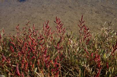 Fotografia da espécie Salicornia ramosissima