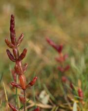 Fotografia da espécie Salicornia ramosissima