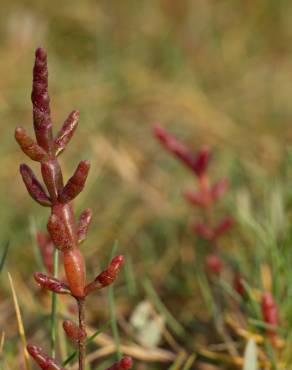 Fotografia 1 da espécie Salicornia ramosissima no Jardim Botânico UTAD