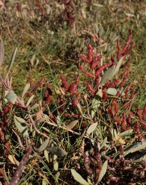 Fotografia 9 da espécie Salicornia ramosissima no Jardim Botânico UTAD