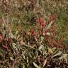 Fotografia 9 da espécie Salicornia ramosissima do Jardim Botânico UTAD