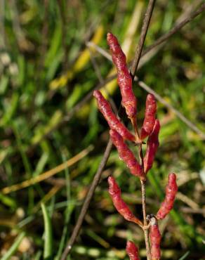 Fotografia 11 da espécie Salicornia ramosissima no Jardim Botânico UTAD