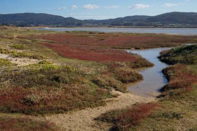 Fotografia da espécie Salicornia ramosissima