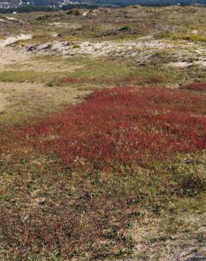 Fotografia 13 da espécie Salicornia ramosissima no Jardim Botânico UTAD